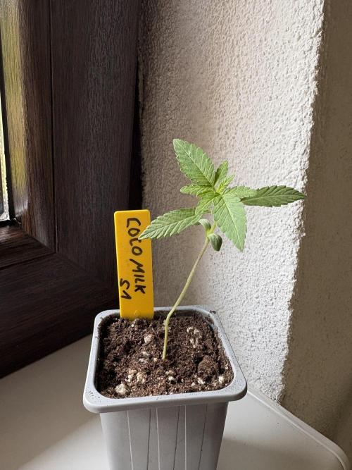 Coco Milk. Week 1