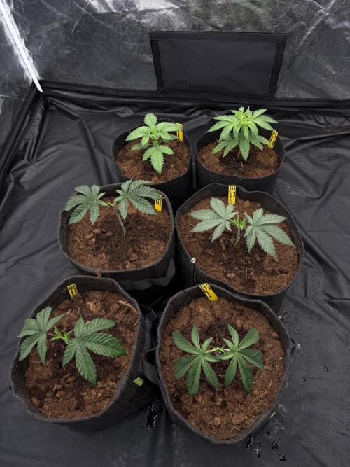 Solfire X Blackfarm X ExoticX GHS🍋🍒⛽️. Week 3