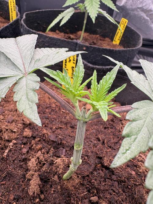 Solfire X Blackfarm X ExoticX GHS🍋🍒⛽️. Week 3