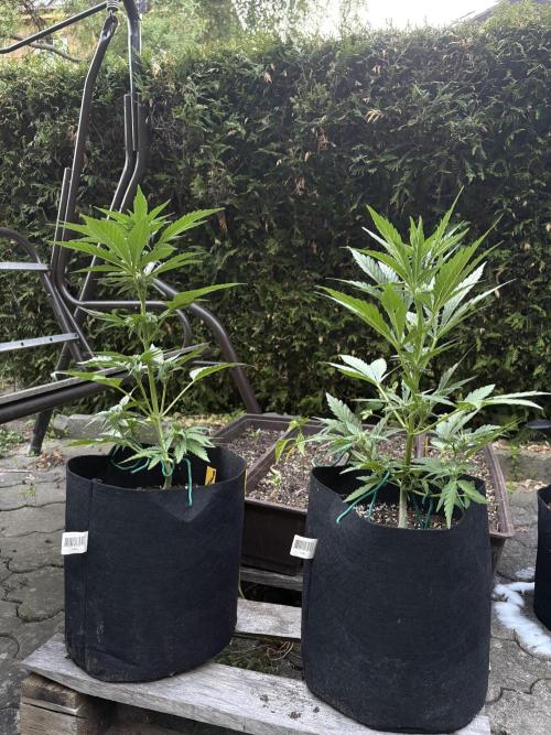 Frostbanger&Guava-Outdoor. Week 6