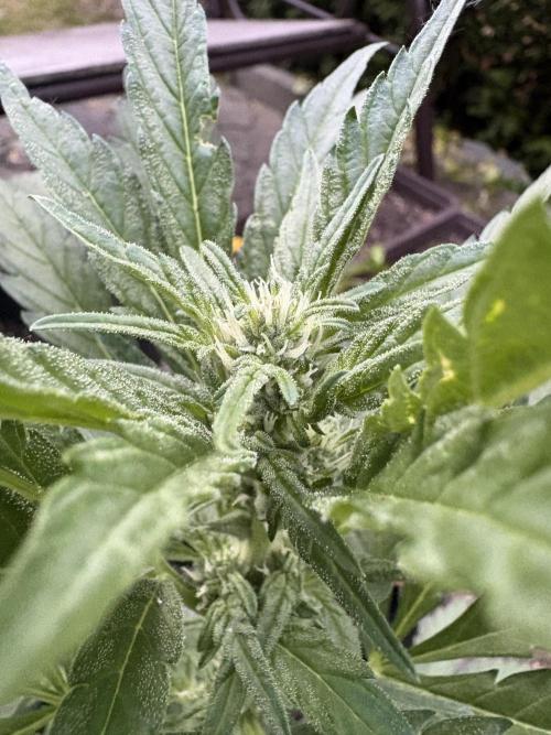 Frostbanger&Guava-Outdoor. Week 6