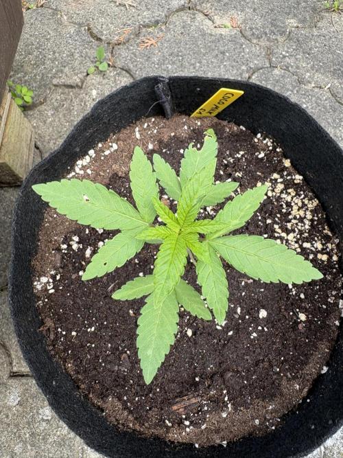 Coco Milk. Week 2