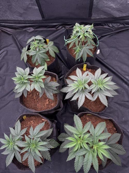 Solfire X Blackfarm X ExoticX GHS🍋🍒⛽️. Week 4