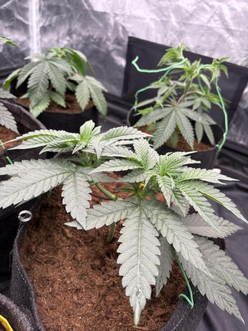 Solfire X Blackfarm X ExoticX GHS🍋🍒⛽️. Week 4
