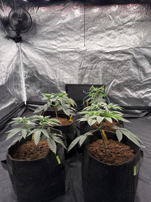 Solfire X Blackfarm X ExoticX GHS🍋🍒⛽️. Week 4