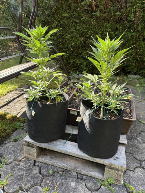 Frostbanger&Guava-Outdoor. Week 7