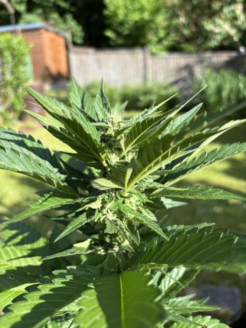 Frostbanger&Guava-Outdoor. Week 7