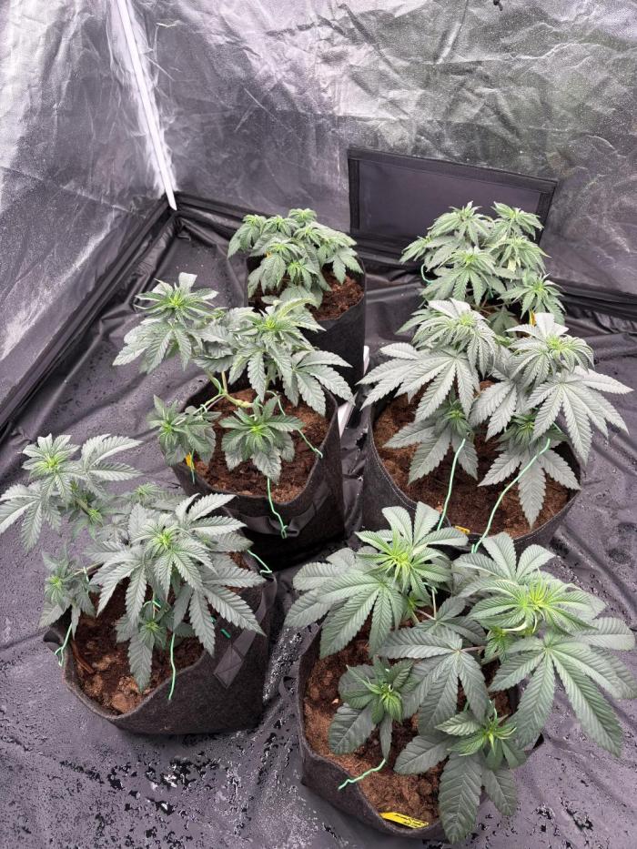 Solfire X Blackfarm X ExoticX GHS🍋🍒⛽️. Week 5