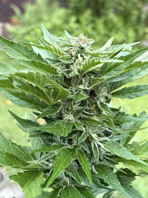 Frostbanger&Guava-Outdoor. Week 8 - Frostbanger
