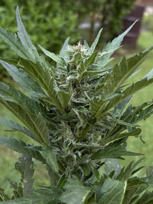 Frostbanger&Guava-Outdoor. Week 8 - Guava 