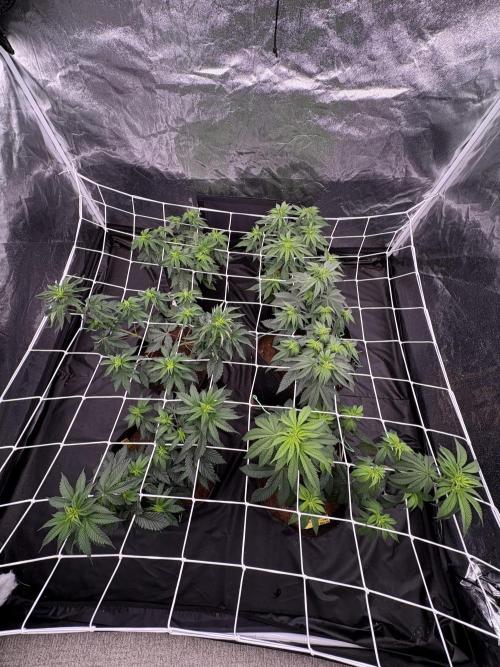 Solfire X Blackfarm X ExoticX GHS🍋🍒⛽️. Week 6