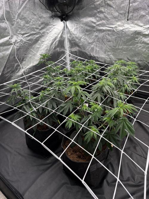 Solfire X Blackfarm X ExoticX GHS🍋🍒⛽️. Week 6