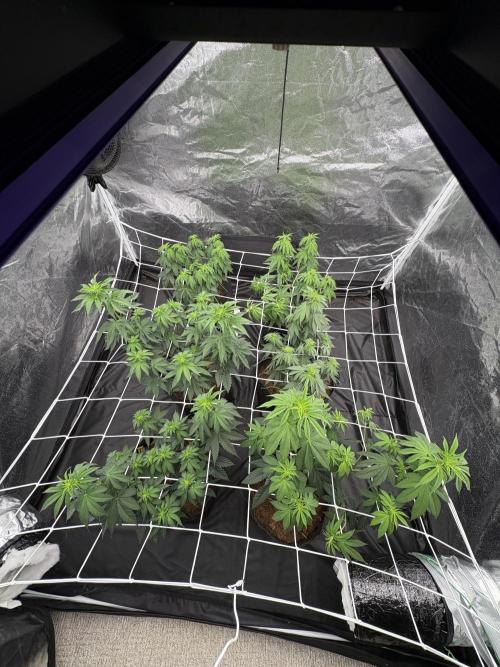 Solfire X Blackfarm X ExoticX GHS🍋🍒⛽️. Week 7