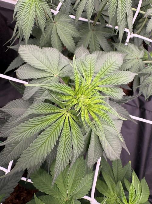 Solfire X Blackfarm X ExoticX GHS🍋🍒⛽️. Week 7
