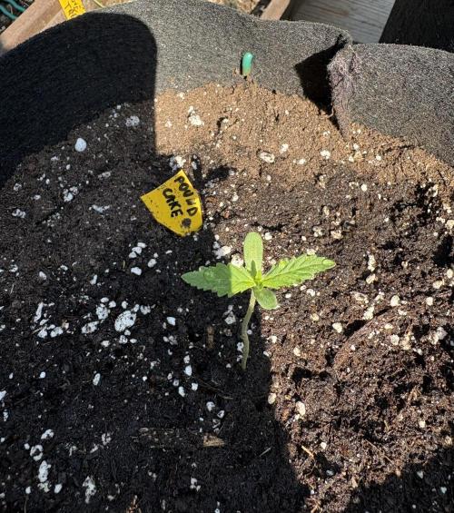 Outdoor Fastbuds🍰❄️. Week 1