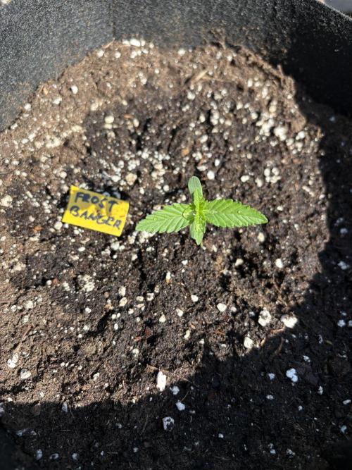 Outdoor Fastbuds🍰❄️. Week 1