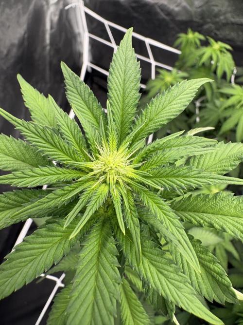 Solfire X Blackfarm X ExoticX GHS🍋🍒⛽️. Week 8