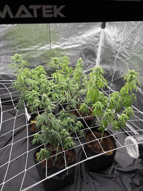 Solfire X Blackfarm X ExoticX GHS🍋🍒⛽️. Week 9
