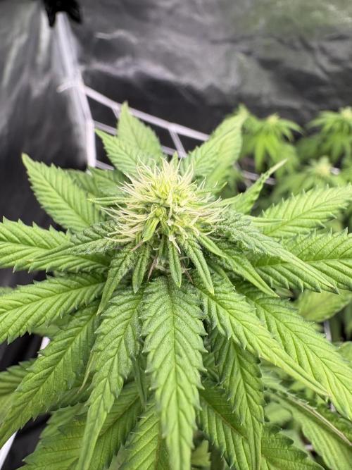 Solfire X Blackfarm X ExoticX GHS🍋🍒⛽️. Week 9 - Lucid vision