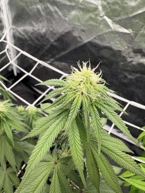 Solfire X Blackfarm X ExoticX GHS🍋🍒⛽️. Week 9 - Barf breath