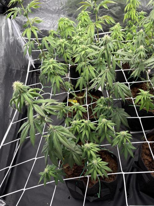 Solfire X Blackfarm X ExoticX GHS🍋🍒⛽️. Week 9