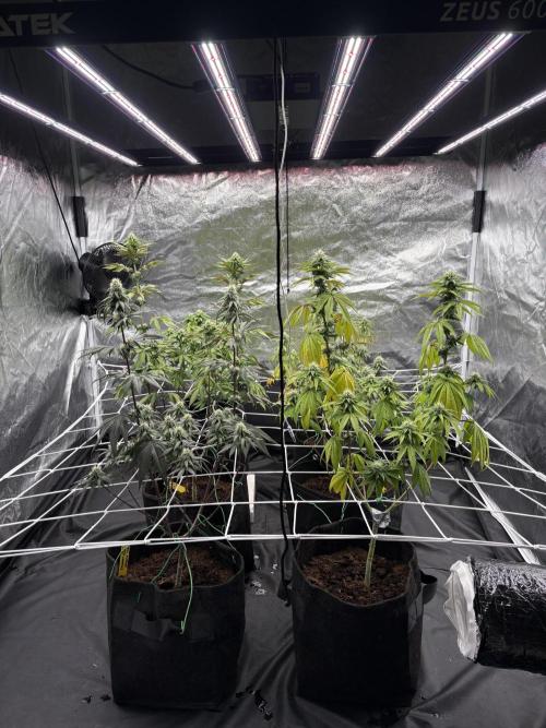 Solfire X Blackfarm X ExoticX GHS🍋🍒⛽️. Week 10