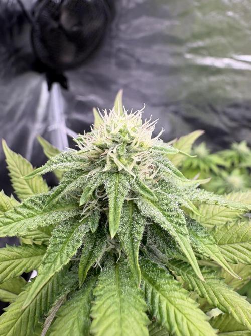 Solfire X Blackfarm X ExoticX GHS🍋🍒⛽️. Week 10 - Mia Toyz 