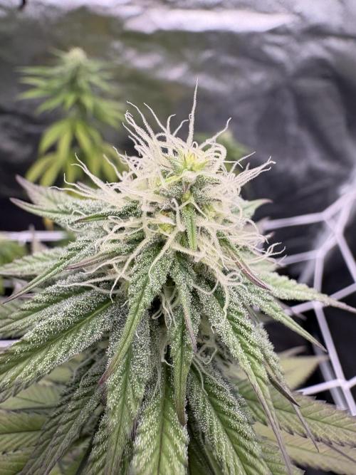 Solfire X Blackfarm X ExoticX GHS🍋🍒⛽️. Week 10 - Barf breath