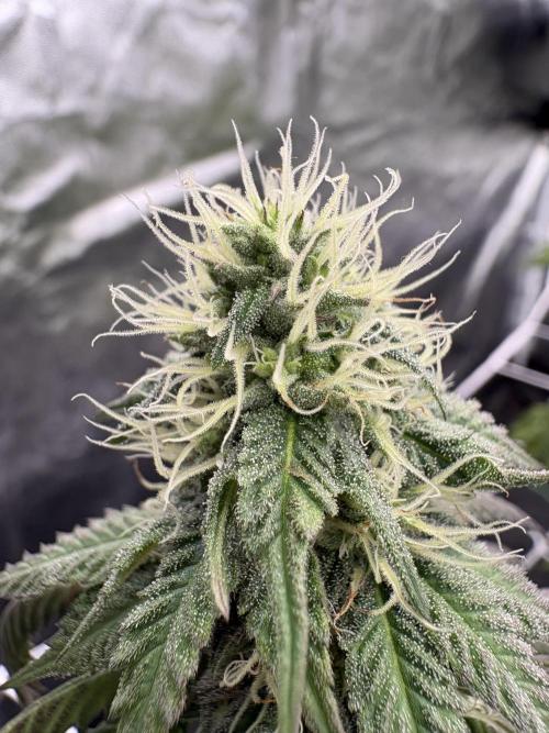 Solfire X Blackfarm X ExoticX GHS🍋🍒⛽️. Week 10 - Milk mustache