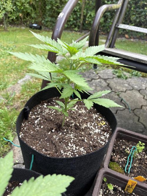 Outdoor Fastbuds🍰❄️. Week 3