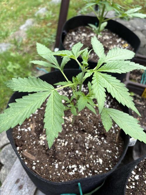 Outdoor Fastbuds🍰❄️. Week 3