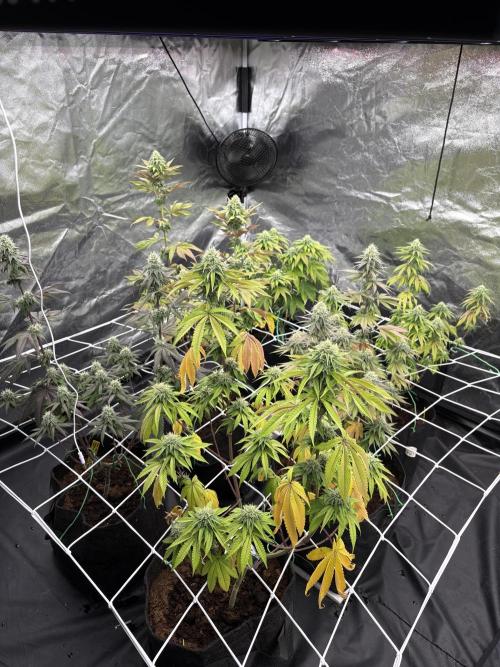 Solfire X Blackfarm X ExoticX GHS🍋🍒⛽️. Week 11