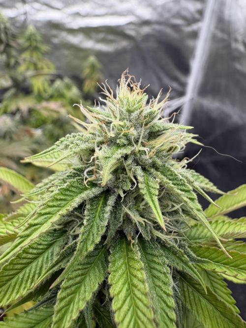 Solfire X Blackfarm X ExoticX GHS🍋🍒⛽️. Week 11 - Mia toyz