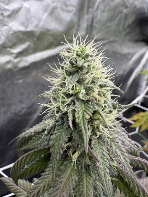 Solfire X Blackfarm X ExoticX GHS🍋🍒⛽️. Week 11 - Milk mustache