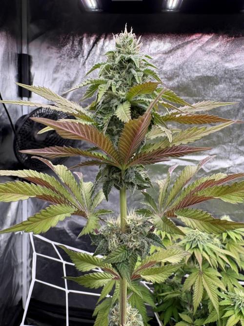 Solfire X Blackfarm X ExoticX GHS🍋🍒⛽️. Week 11 - Lucid vision 