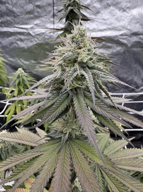 Solfire X Blackfarm X ExoticX GHS🍋🍒⛽️. Week 11 - Barf Breath 