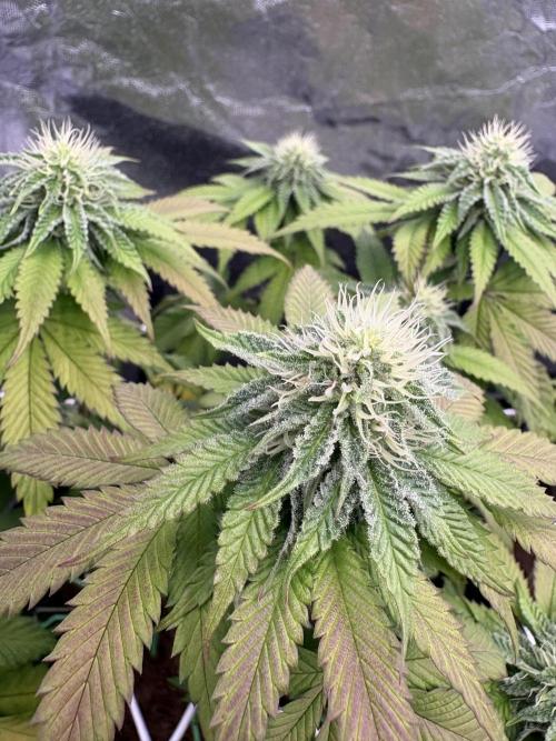 Solfire X Blackfarm X ExoticX GHS🍋🍒⛽️. Week 11 - Invidia