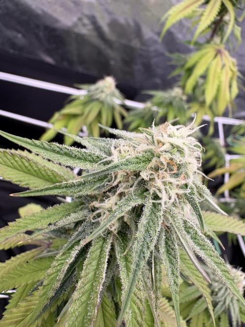 Solfire X Blackfarm X ExoticX GHS🍋🍒⛽️. Week 11 - Honey dipper 
