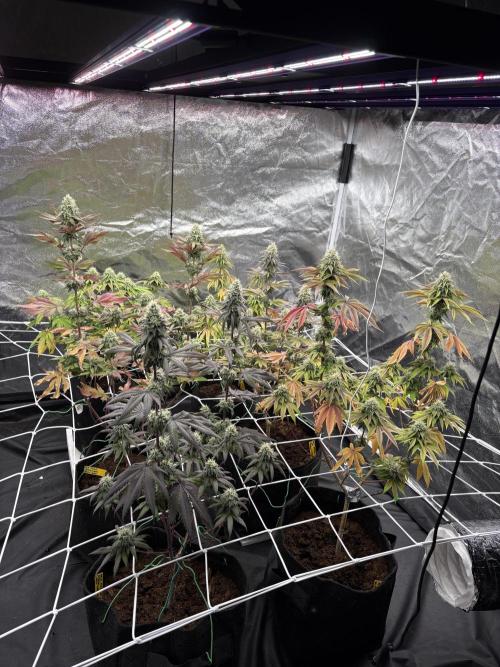 Solfire X Blackfarm X ExoticX GHS🍋🍒⛽️. Week 12