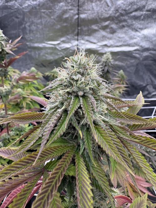 Solfire X Blackfarm X ExoticX GHS🍋🍒⛽️. Week 12 - Mia Toyz 
