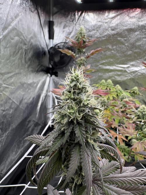 Solfire X Blackfarm X ExoticX GHS🍋🍒⛽️. Week 12 - Milk Mustache