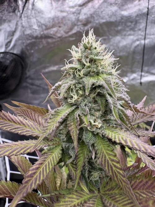 Solfire X Blackfarm X ExoticX GHS🍋🍒⛽️. Week 12 - Lucid vision 