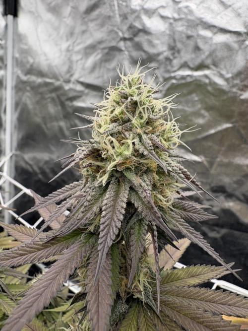 Solfire X Blackfarm X ExoticX GHS🍋🍒⛽️. Week 12 - Barf Breath 