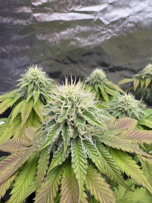 Solfire X Blackfarm X ExoticX GHS🍋🍒⛽️. Week 12 - Invidia