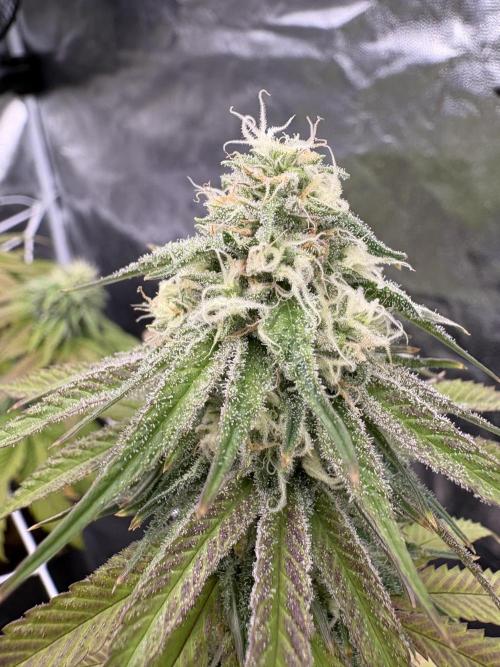 Solfire X Blackfarm X ExoticX GHS🍋🍒⛽️. Week 12 - Honey dipper 