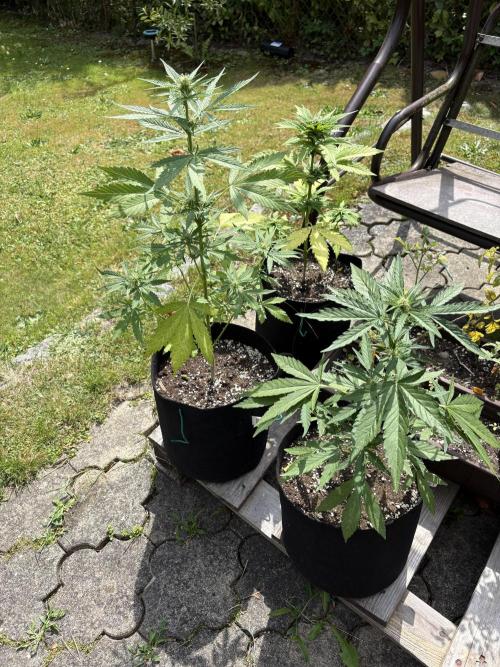 Outdoor Fastbuds🍰❄️. Week 5