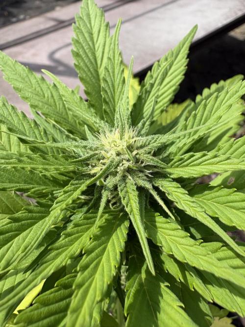 Outdoor Fastbuds🍰❄️. Week 5