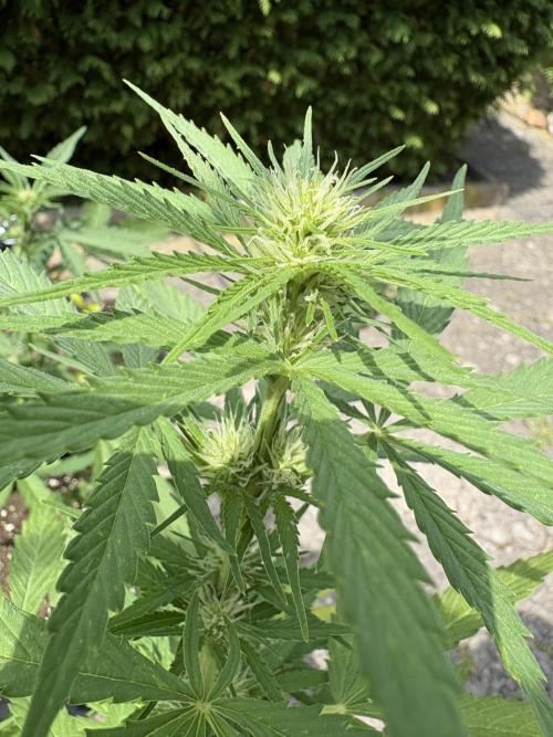 Outdoor Fastbuds🍰❄️. Week 5