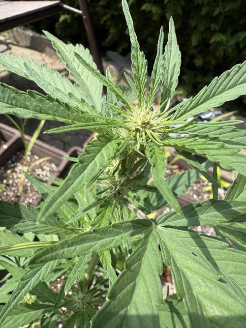 Outdoor Fastbuds🍰❄️. Week 5