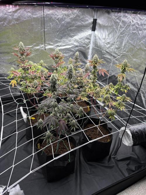 Solfire X Blackfarm X ExoticX GHS🍋🍒⛽️. Week 13